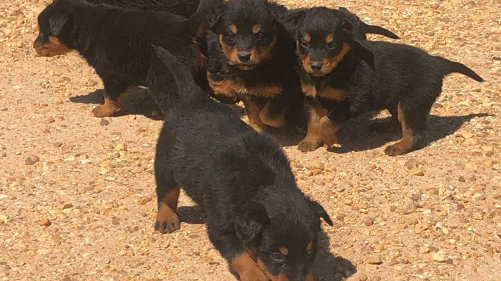 Animal Research Foundation Clock-Wise Breeding - A Critical Review