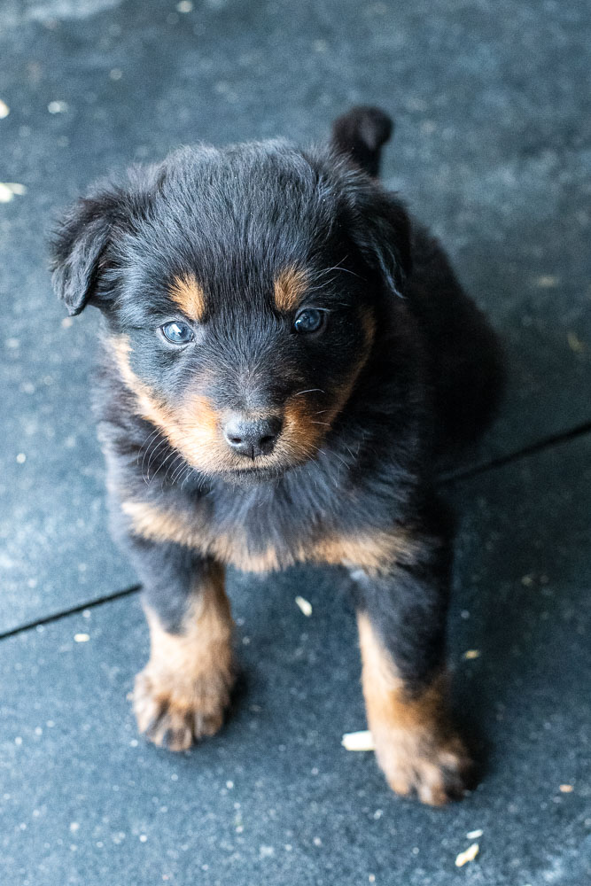 First Trial Dog