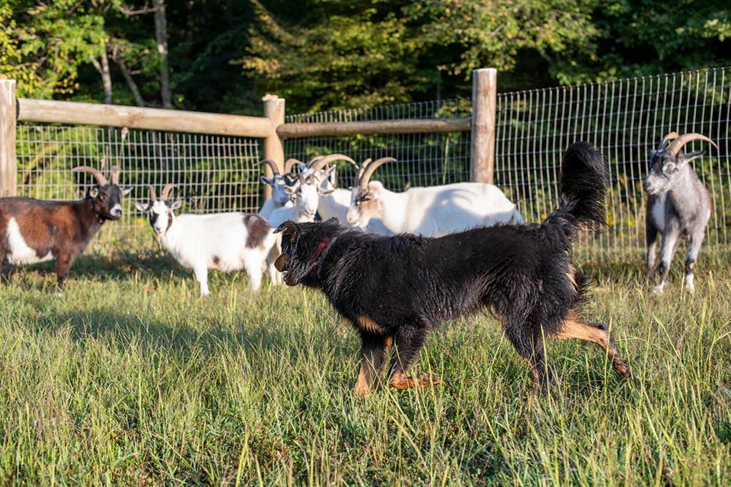 Goat Dogs
