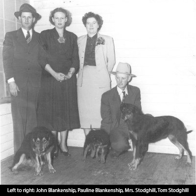 Some Dogs Said True English Shepherds -  A Critical Review